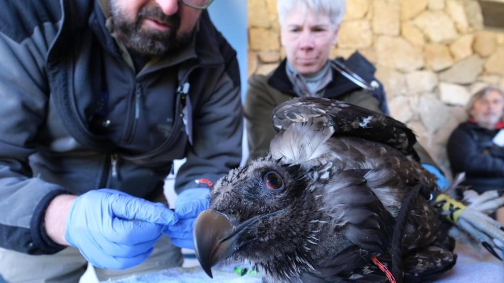 Tormes y Gloria, una pareja de quebrantahuesos, vivirán en la Sierra de Gredos