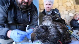 Tormes y Gloria, una pareja de quebrantahuesos, vivirán en la Sierra de Gredos