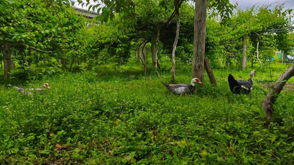 La finca de producción de minikiwis de Secades.