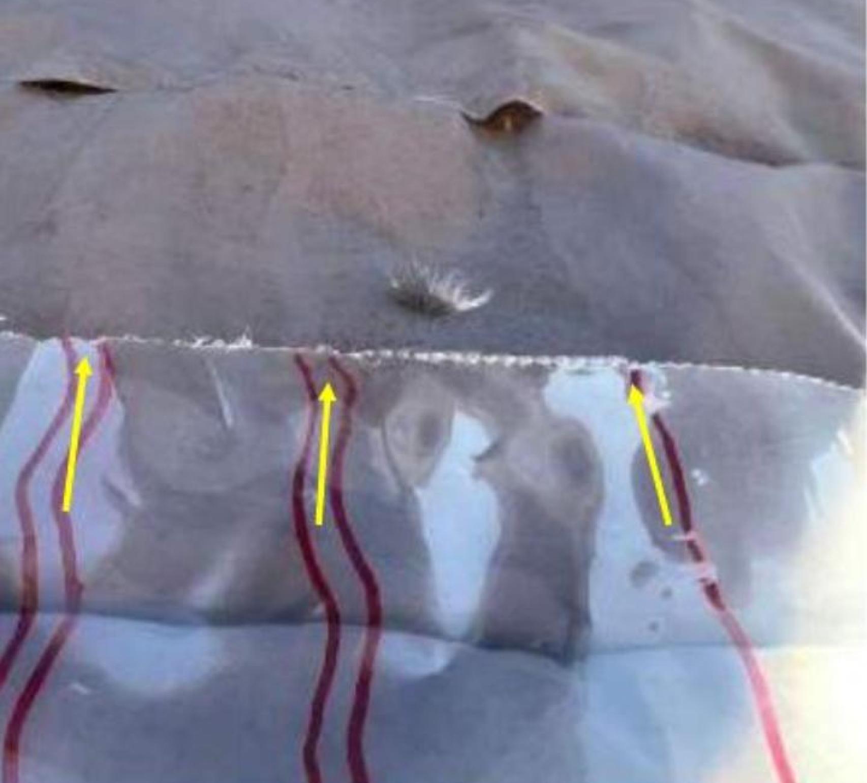 La huella del neumático del autobús coincide exactamente con la marca hallada en el plumas de Jesús, según la Policía Local.