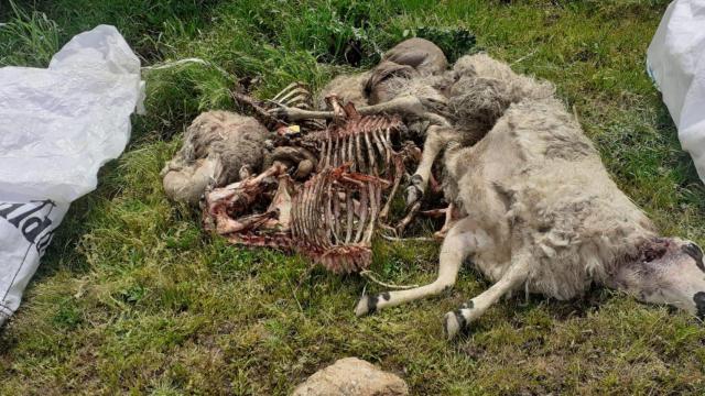 Una de las ovejas muertas tras el ataque.