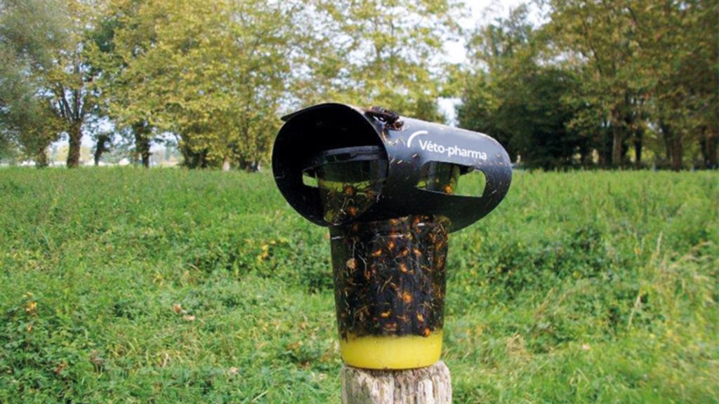 La trampa para avispas VespaCatch.