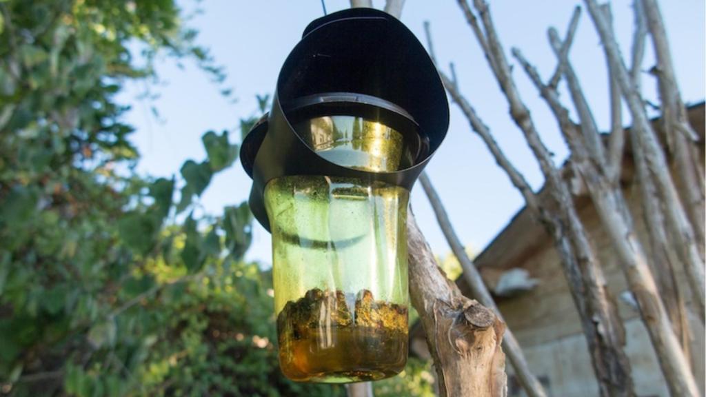 La trampa para avispas VespaCatch.