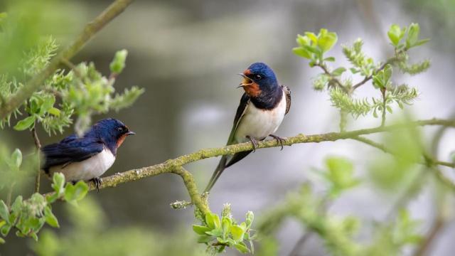 Una golondrina.