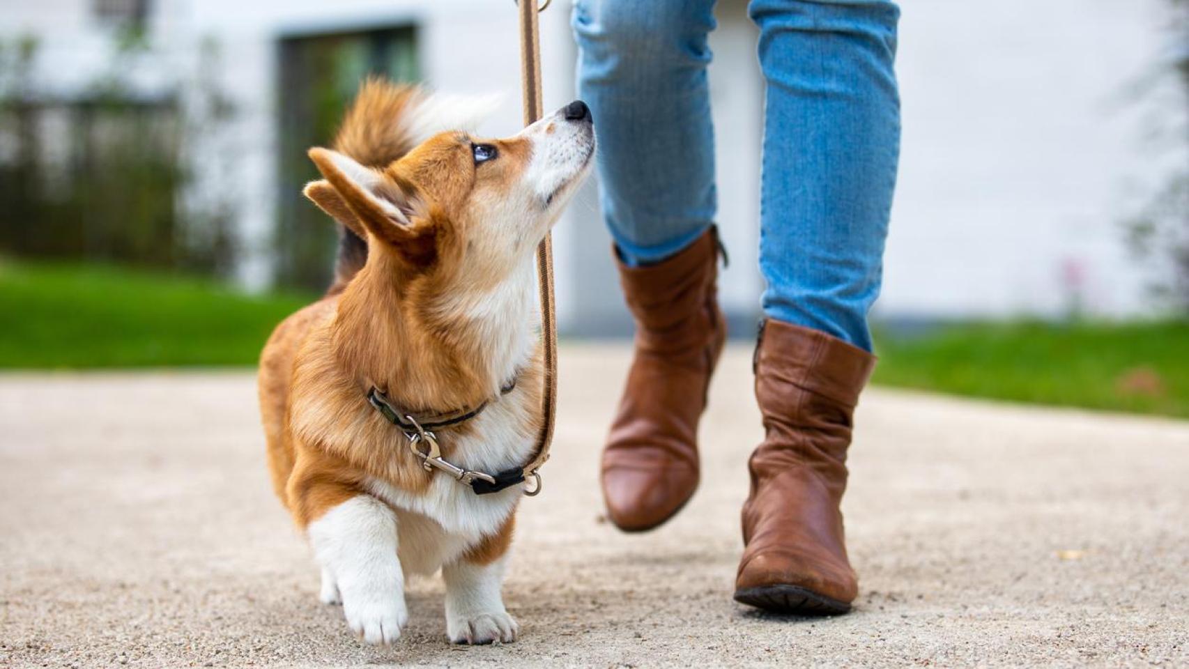 Una mascota.