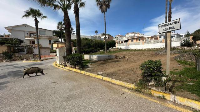 Imagen de varios ejemplares de jabalíes cerca de la A-7, en Mijas.