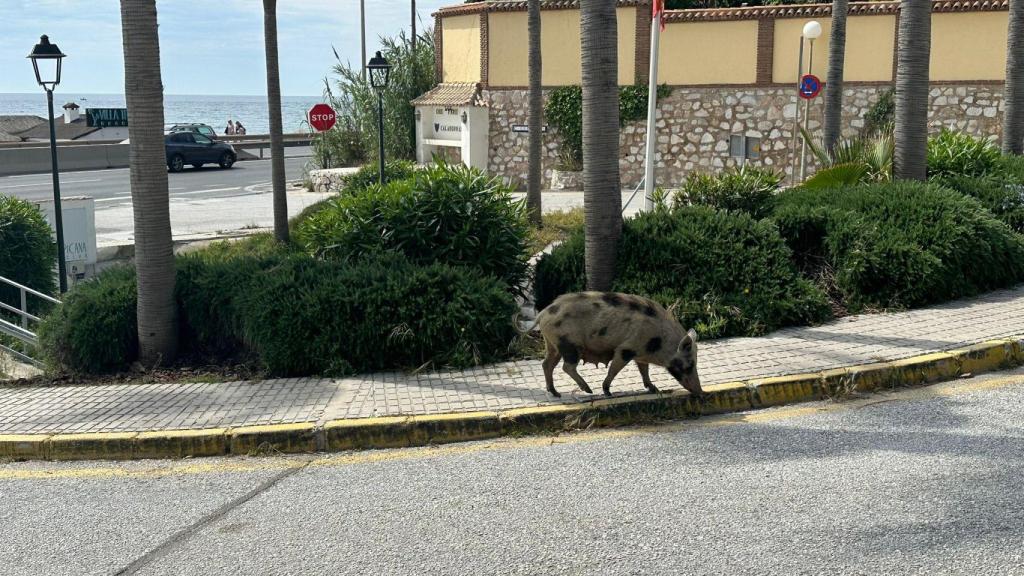 Imagen de uno de los jabalíes.