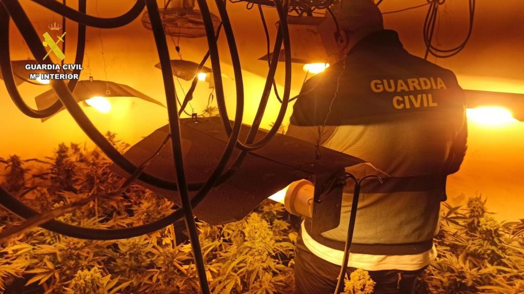 La Guardia Civil desmantela una plantación de marihuana en Herrera de Valdecañas y detiene a un hombre de 56 años
