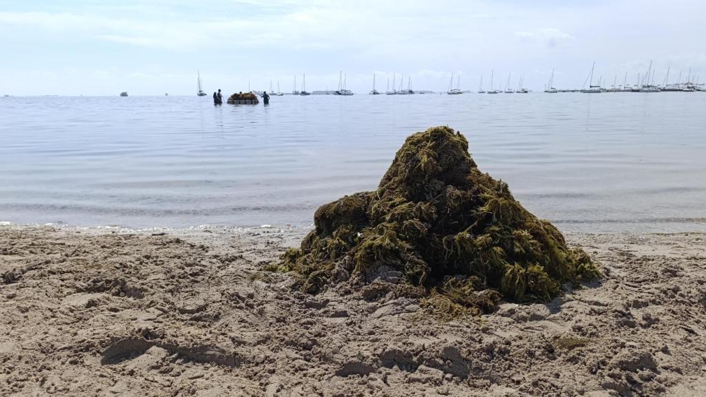 Un montón de biomasa recogida de una playa de Santiago de la Ribera, en el Mar Menor, y al fondo, un grupo de operarios limpiando la laguna.