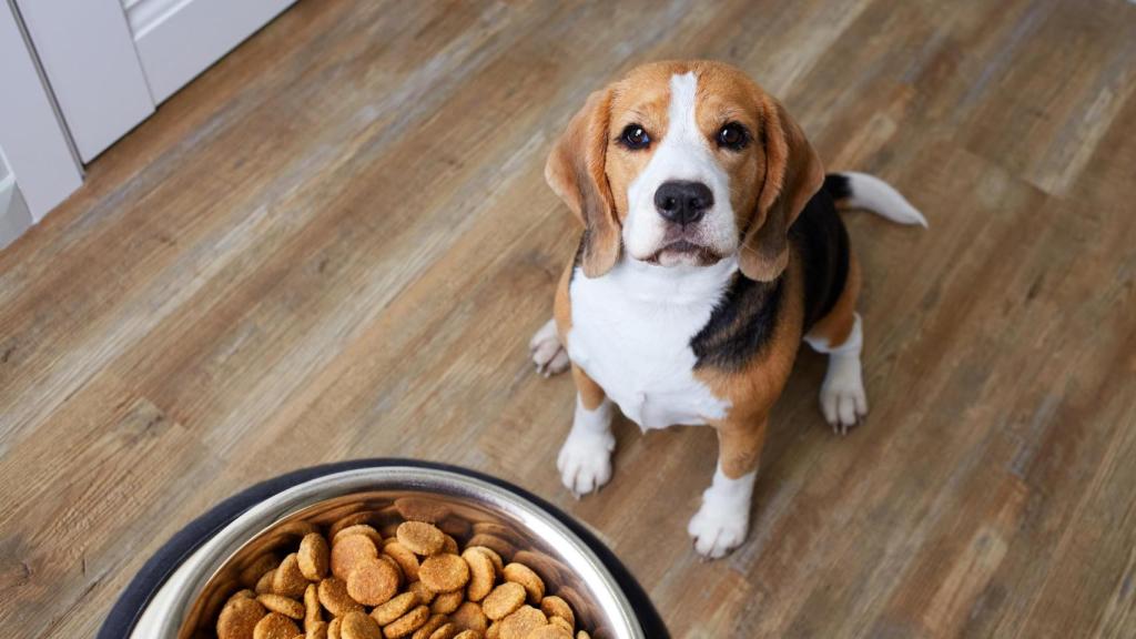 La salud de los perros dependen de la alimentación.