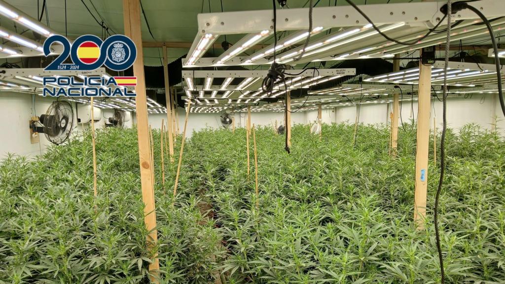 La plantación de marihuana desmantelada.