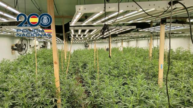 La plantación de marihuana desmantelada.