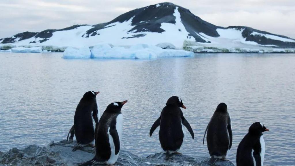 Unos pingüinos en la Antártida.