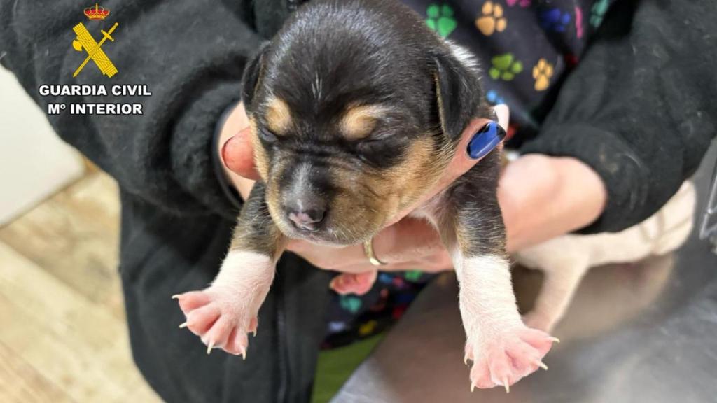 Uno de los cachorros abandonados en un contenedor en Caspe