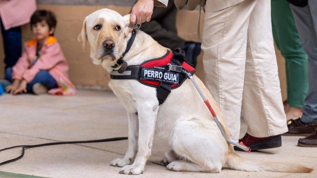 Un perro guía durante una exhibición de la ONCE en un colegio de Toledo.