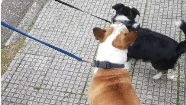 Los dos perros salvados por la Policía Local