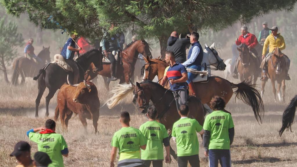 Celebración del Toro de la Vega en el municipio vallisoletano de Tordesillas en su edición de 2024