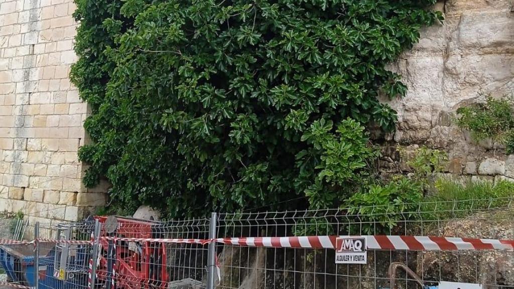 La higuera de la muralla de Zamora