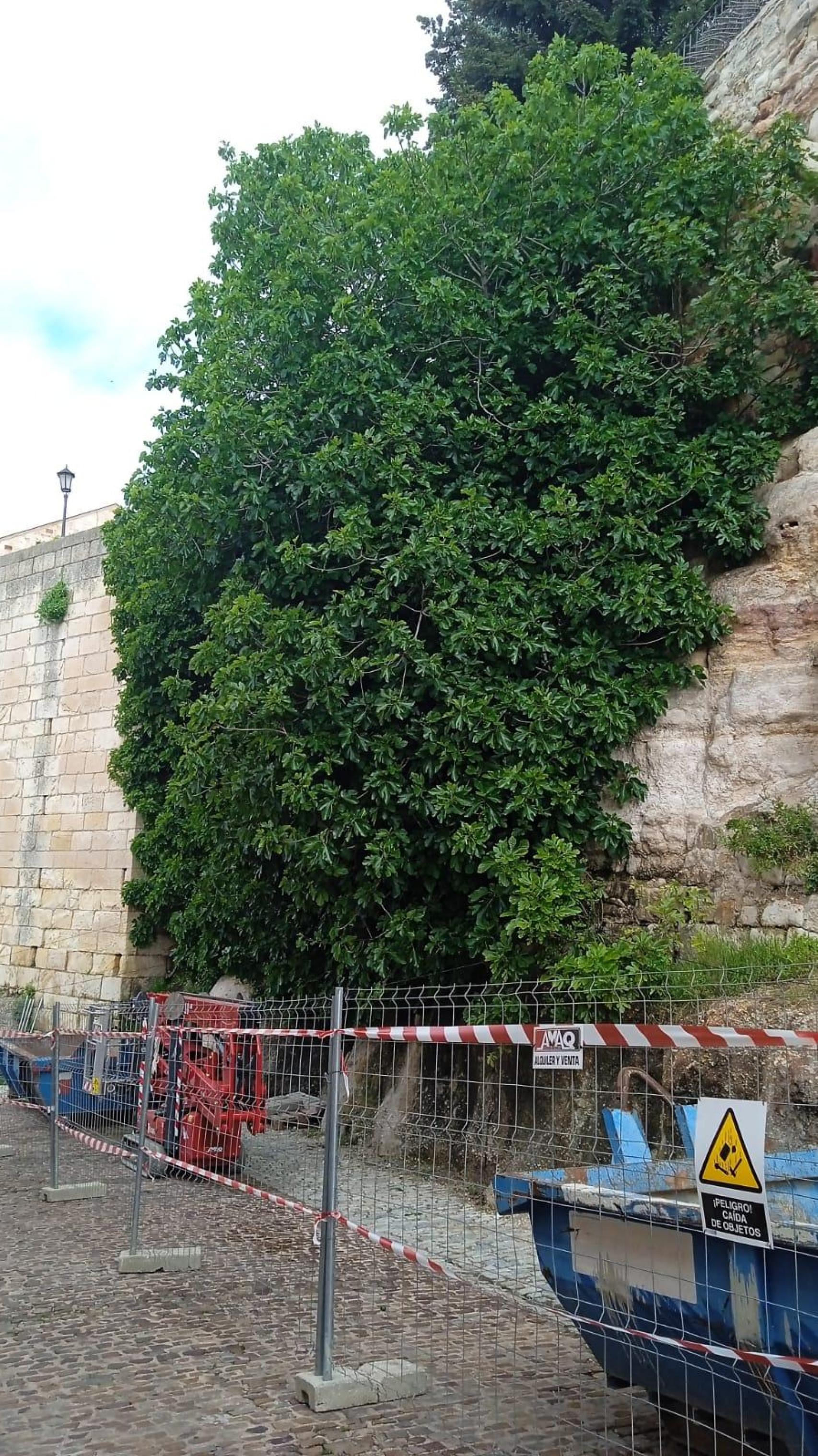 La higuera de la muralla de Zamora