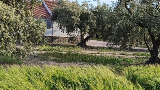 Tras estas hierbas estaban escondidos los ladrones que atacaron a esta mujer.