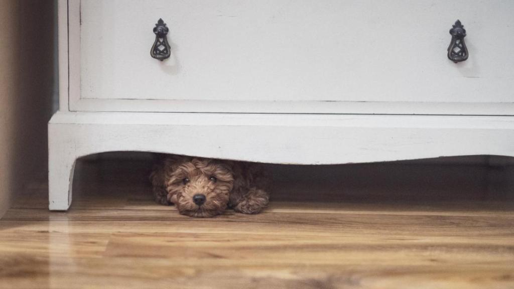 Estos sonidos atemorizan a las mascotas.