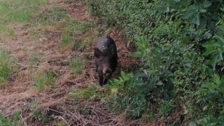 Un jabalí se pasea por la avenida de Montserrat, en A Coruña