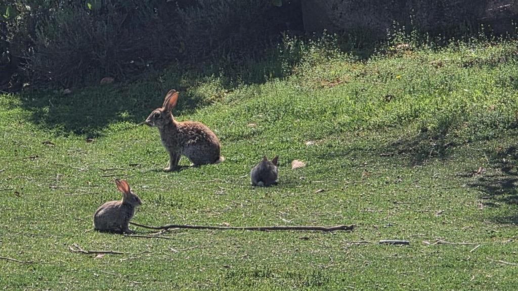 Varios conejos de distintas edades en una rotonda de Toledo.