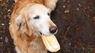 Es un alimento muy recurrido.