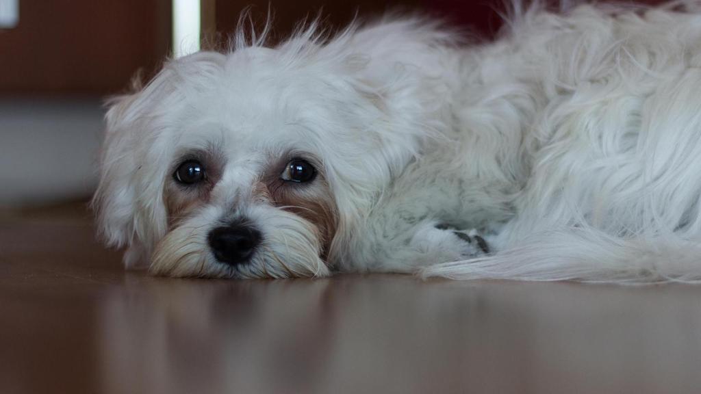 Las mascotas tienen sentimientos.