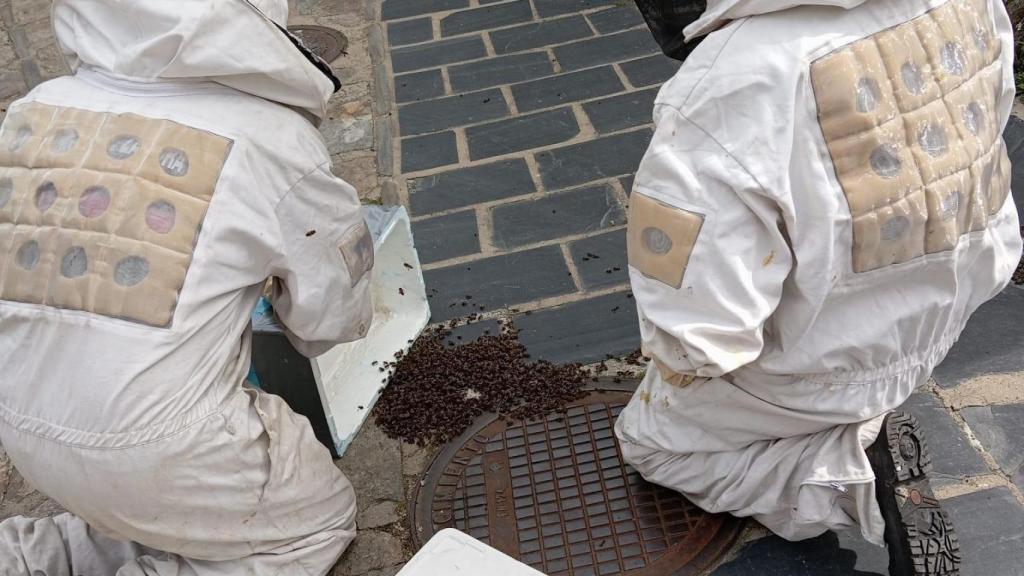 Un enjambre de abejas cae en plena calle en Puebla de Sanabria