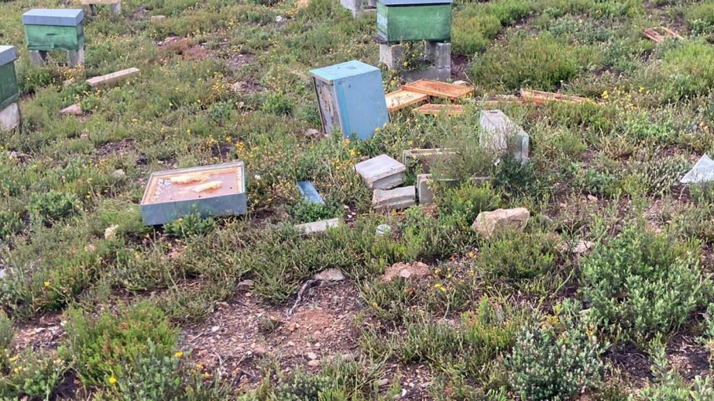 Ataque de un oso a los panales de miel