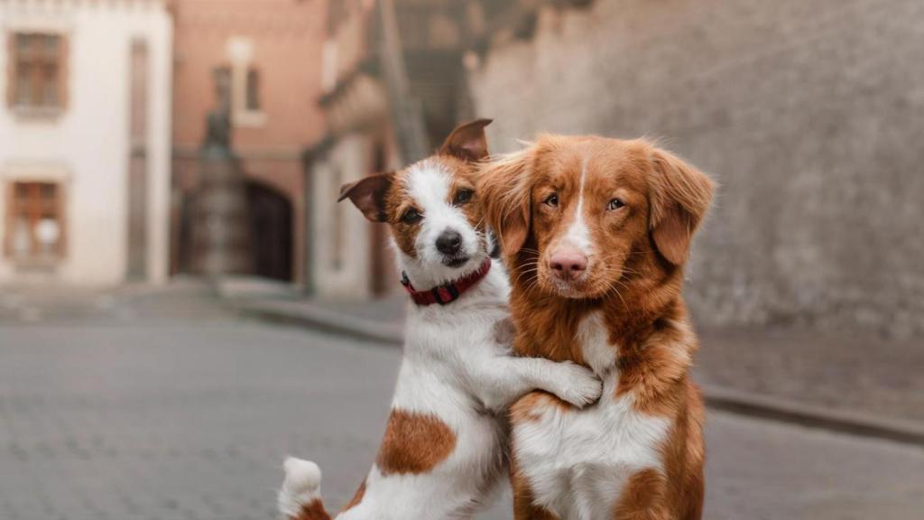 Existen aplicaciones 'de ligar' exclusivas para mascotas.