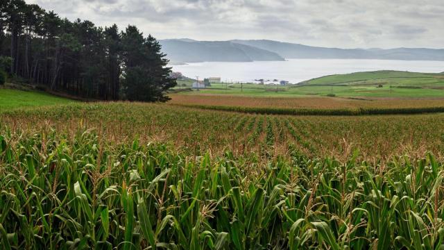 Imagen de archivo del rural gallego con vistas a la costa
