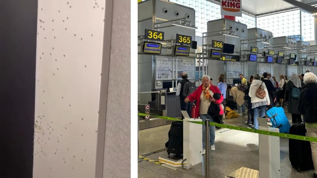 Un montaje de imágenes con los insectos y el Aeropuerto de Málaga.