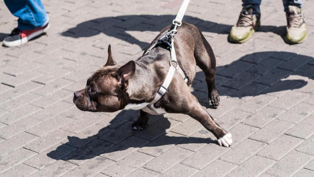 Es importante entrenar con tu mascota.