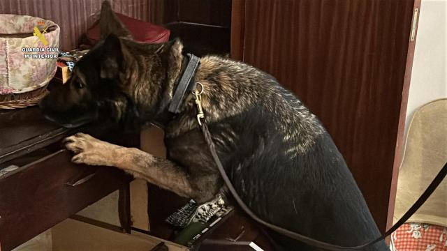 Desmantelado un grupo criminal que producía y vendía drogas