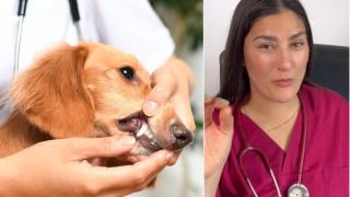 La experta en animales aclara este mito.