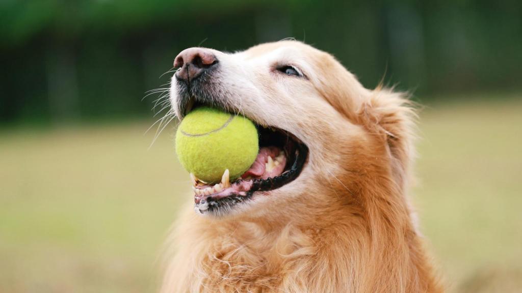 Es un indicativo para los dueños.