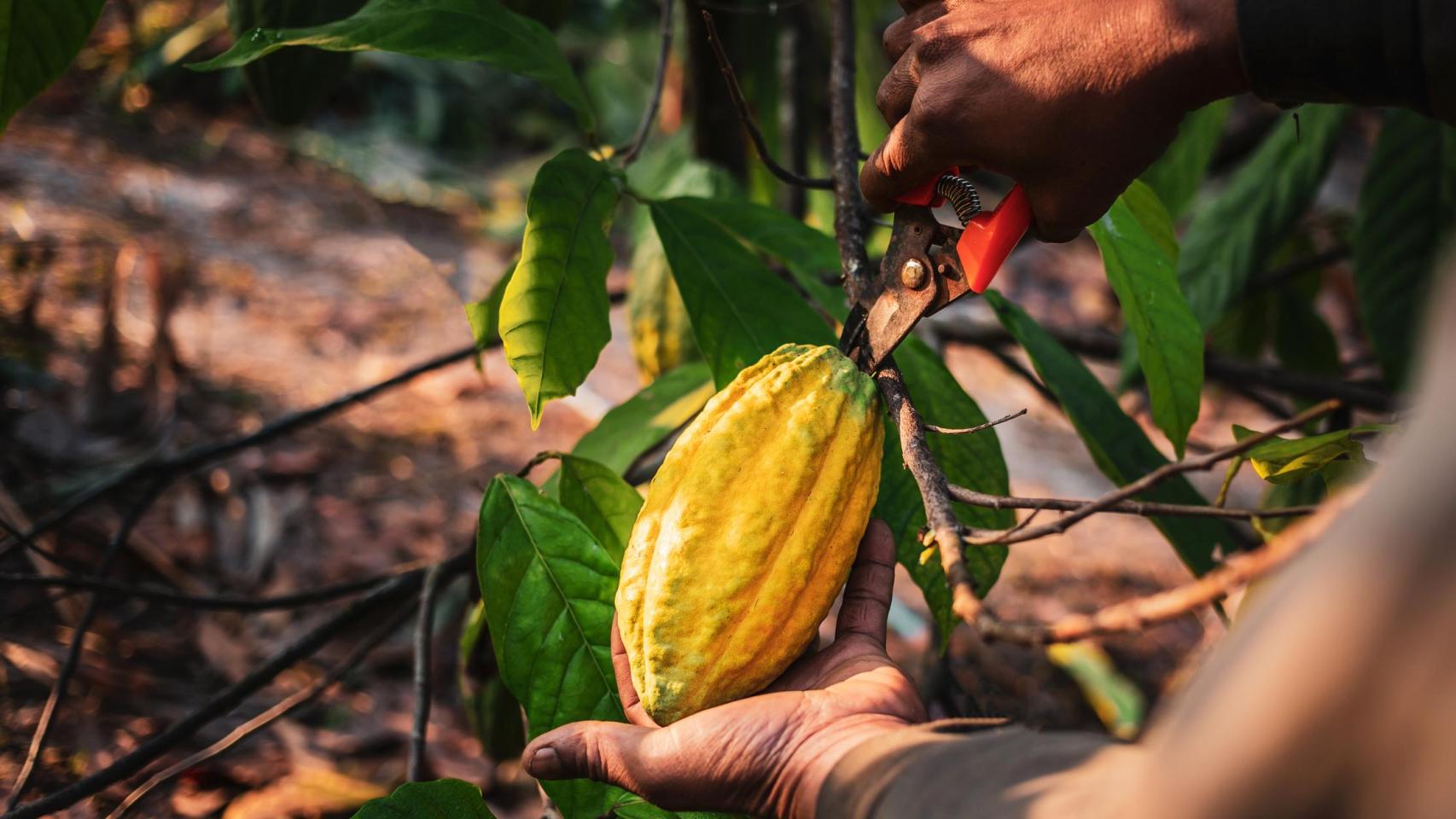 Imagen de archivo de un cultivo de cacao.