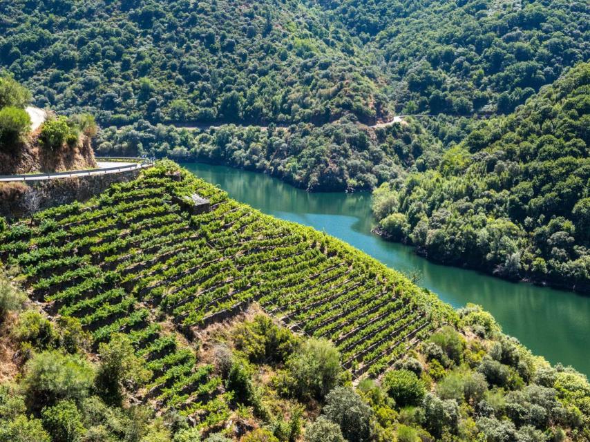 Viñedo en la Ribeira Sacra