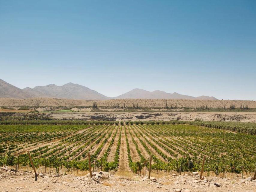 Viñas en el desierto de Atacama