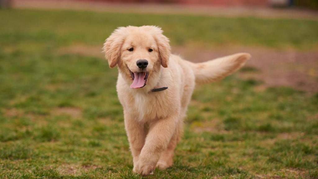 Son un buen compañero de vida.