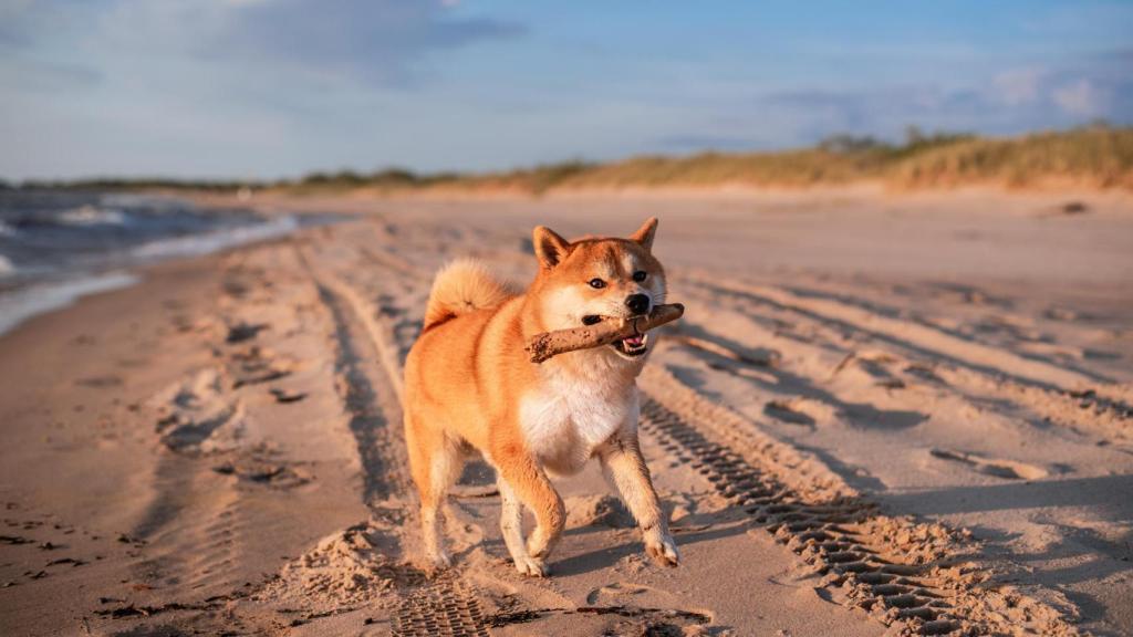 Las mascotas también quieren disfrutar de la naturaleza.