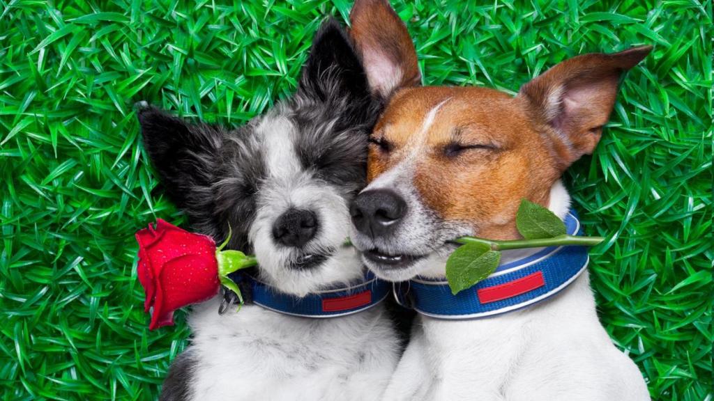 Ahora, las mascotas también pueden ligar con un 'match'.