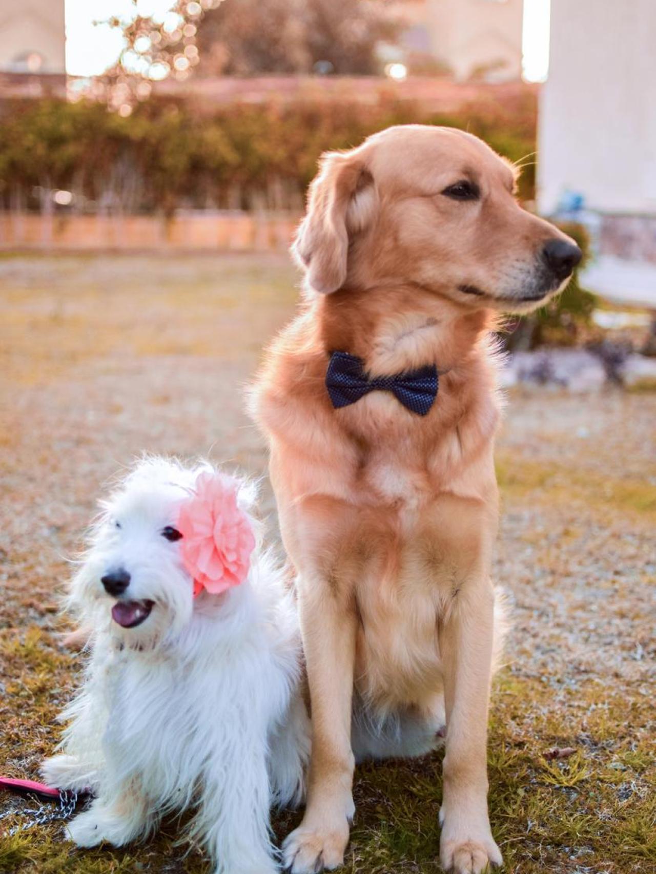 Los Tinder para perros triunfan entre los dueños de canes.