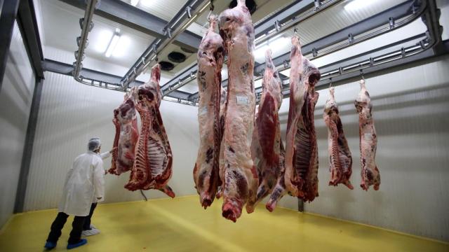 Chuletones de buey en diferentes períodos de curación en el matadero de la empresa de ganadería tradicional leonesa 'Valles del Esla'