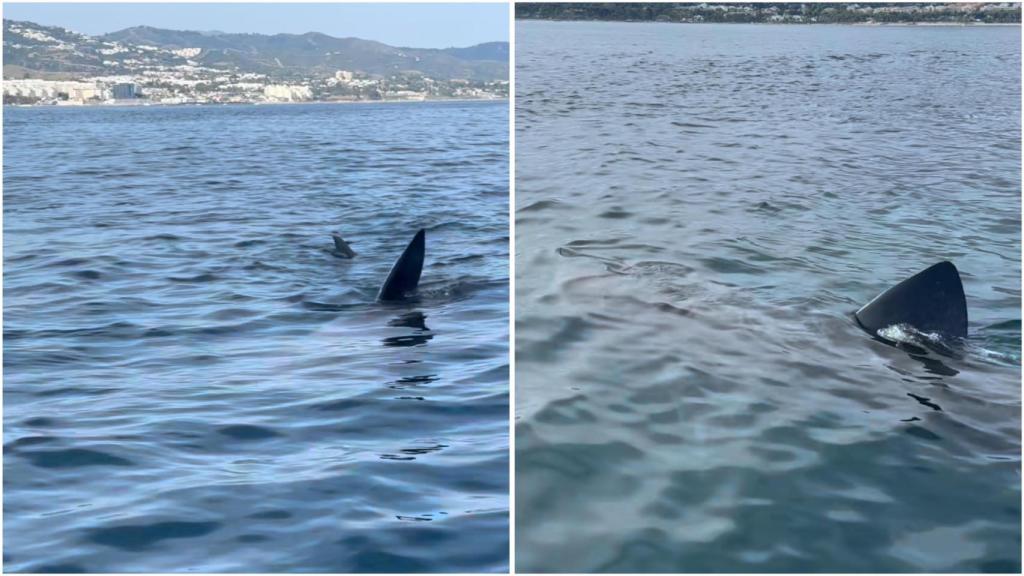 Los dos tiburones peregrinos.