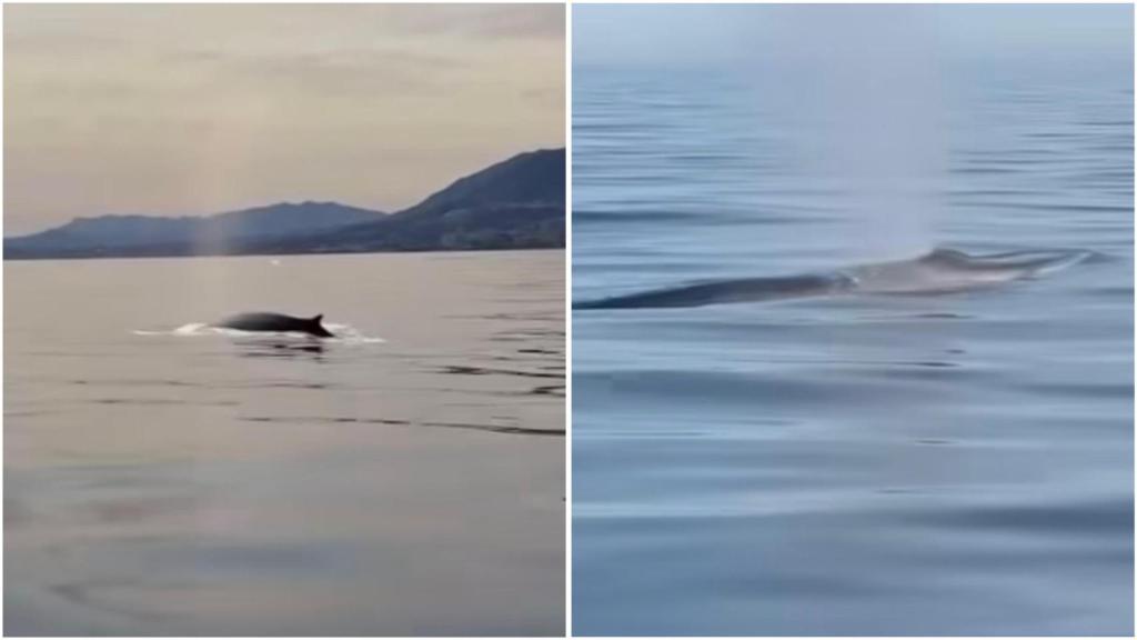 La segunda ballena más grande del mundo que se ha visto en Málaga.