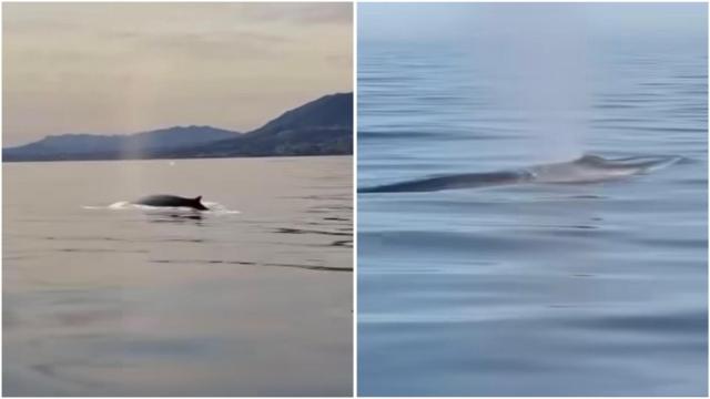 La segunda ballena más grande del mundo que se ha visto en Málaga.