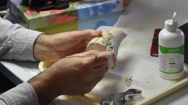 El diente de cachalote hallado en Valencina en manos del investigador Fernando Muñiz durante los trabajos de estudio.